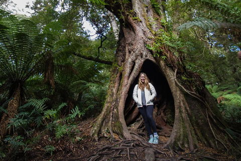 Great Ocean Road Small-Group Ecotour From Melbourne - Lightning Ridge Tourism 4