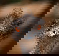Currumbin Wildlife Sanctuary General Entry Ticket - Lightning Ridge Tourism