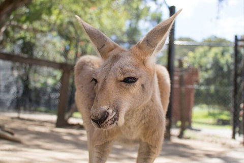 Currumbin Wildlife Sanctuary General Entry Ticket - Lightning Ridge Tourism 2
