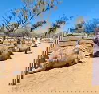 West MacDonnell Ranges Half-Day Small-Group Tour with Camel Ride - Lightning Ridge Tourism