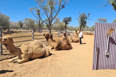 West MacDonnell Ranges Half-Day Small-Group Tour With Camel Ride - Lightning Ridge Tourism 0