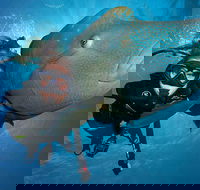Great Barrier Reef Snorkeling and Diving Cruise from Cairns - Lightning Ridge Tourism