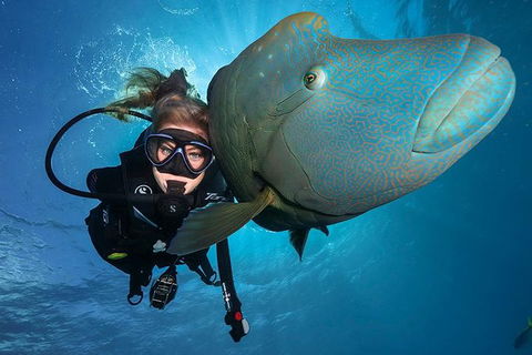 Great Barrier Reef Snorkeling And Diving Cruise From Cairns - Lightning Ridge Tourism 0