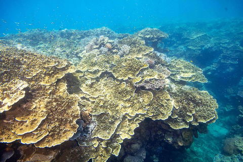 Cruise To Moore Reef Pontoon And Return Helicopter Flight From Cairns - Lightning Ridge Tourism 5