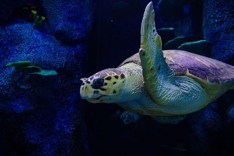 Sydney Attractions Pass: SEA LIFE Aquarium, Sydney Tower Eye, WILD LIFE Zoo And Madame Tussauds - Lightning Ridge Tourism 1