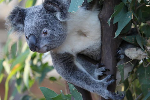 Sydney Attractions Pass: SEA LIFE Aquarium, Sydney Tower Eye, WILD LIFE Zoo And Madame Tussauds - Lightning Ridge Tourism 2