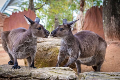 Sydney Attractions Pass: SEA LIFE Aquarium, Sydney Tower Eye, WILD LIFE Zoo And Madame Tussauds - Lightning Ridge Tourism 5
