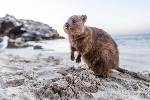 Rottnest Island Bike & Ferry Package From Perth - Lightning Ridge Tourism 5