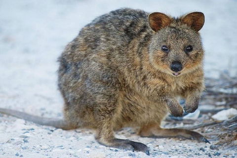 Rottnest Island Bayseeker Day Trip From Perth - Lightning Ridge Tourism 2
