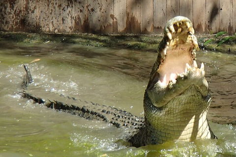 Hartley's Crocodile Adventures Day Trip From Palm Cove - Lightning Ridge Tourism 3