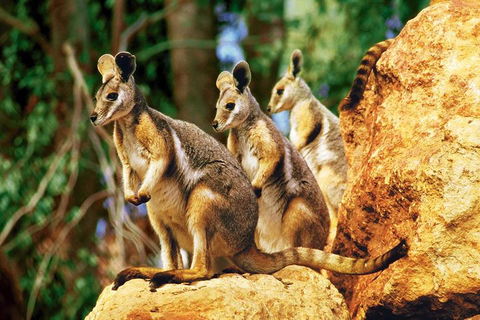 Sydney Harbour Hop On Hop Off Cruise With Taronga Zoo Entry - Lightning Ridge Tourism 4