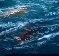 Sydney Whale-Watching Cruise - Lightning Ridge Tourism