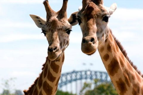 Sydney Harbour Ferry With Taronga Zoo Entry Ticket - Lightning Ridge Tourism 1