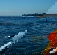 Mornington Peninsula Kayak Coastline Tour of Dolphin Sanctuary - Lightning Ridge Tourism
