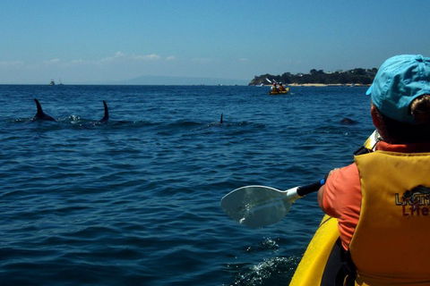 Mornington Peninsula Kayak Coastline Tour Of Dolphin Sanctuary - Lightning Ridge Tourism 0