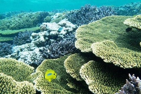 Abrolhos Islands Scenic Flight & Snorkel Adventure From Perth - Lightning Ridge Tourism 4