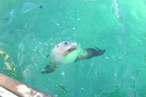 Abrolhos Islands Scenic Flight & Snorkel Adventure From Perth - Lightning Ridge Tourism 5
