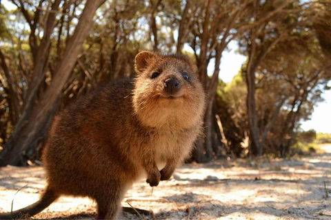 Wave Rock & Rottnest Island - Air & Ground Tour - Lightning Ridge Tourism 0