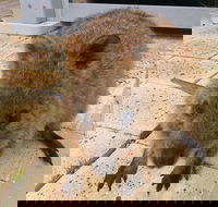 Wave Rock Pinnacles and Rottnest One Day Aeroplane Tour - Lightning Ridge Tourism