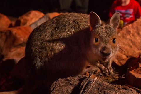 Alice Springs Desert Park Nocturnal Tour - Lightning Ridge Tourism 3