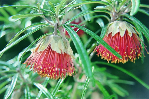 Full-Day Pinnacles Desert And Yanchep National Park Tour From Perth - Lightning Ridge Tourism 1