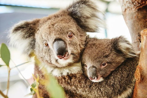 Full-Day Pinnacles Desert And Yanchep National Park Tour From Perth - Lightning Ridge Tourism 5