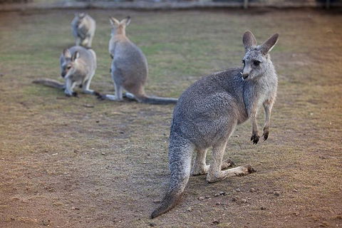 Private Tour: Blue Mountains Day Trip From Sydney - Lightning Ridge Tourism 2