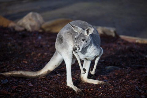 Private Tour: Blue Mountains Day Trip From Sydney - Lightning Ridge Tourism 3