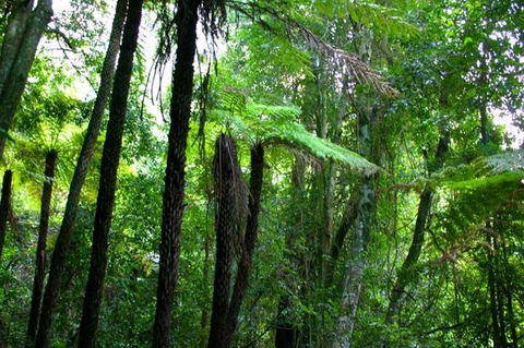 Private Tour: Blue Mountains Day Trip From Sydney - Lightning Ridge Tourism 4
