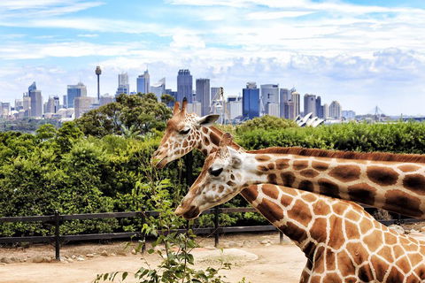Go City | Sydney Explorer Pass With 20+ Attractions And Tours - Lightning Ridge Tourism 2