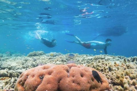 Great Barrier Reef Day Cruise To Reefworld - Lightning Ridge Tourism 1