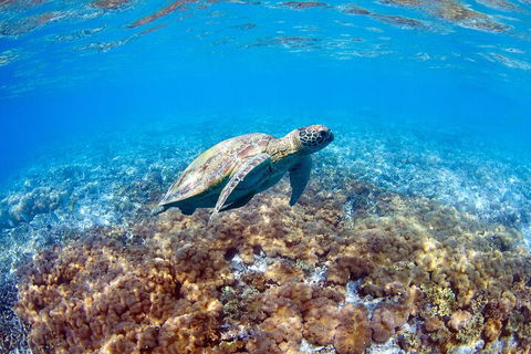 Great Barrier Reef Day Cruise To Reefworld - Lightning Ridge Tourism 5