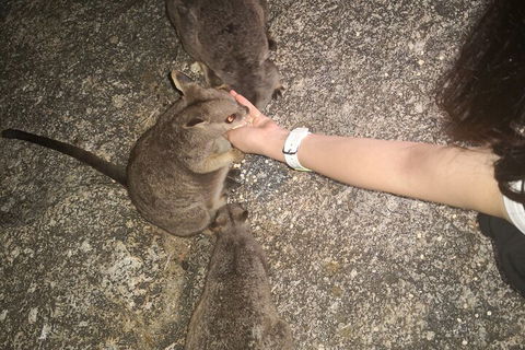 Private Tour To Paronella Park, Historic Village Herberton And Wild Life Wallaby - Lightning Ridge Tourism 4
