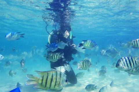 Adventure Moreton Island Scuba Dive Tour - Lightning Ridge Tourism 1
