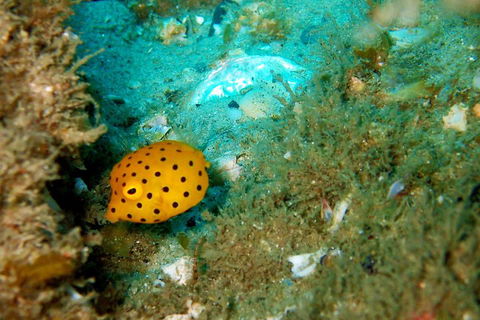 Wave Break Island Scuba Diving On The Gold Coast - Lightning Ridge Tourism 3