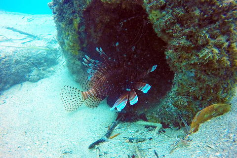 Wave Break Island Scuba Diving On The Gold Coast - Lightning Ridge Tourism 5