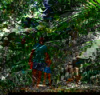 Full Day Daintree Rainforest and Mossman Gorge Tour - Lightning Ridge Tourism