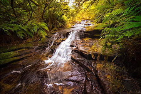 Fully Inclusive Blue Mountains Private Tour Inc Scenic World & Featherdale Entry - Lightning Ridge Tourism 3
