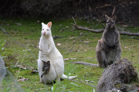 Full-Day Guided Bruny Island Tour From Hobart - Lightning Ridge Tourism 0