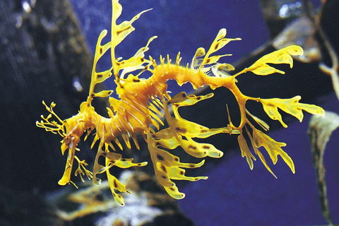 SEA LIFE Melbourne Aquarium Admission Ticket - Lightning Ridge Tourism 0