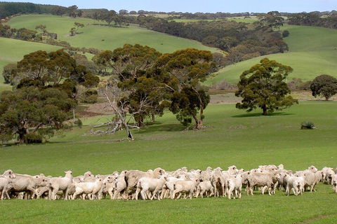 Kangaroo Island Luxury Small Group 'Island Life' Full Day Tour - Lightning Ridge Tourism 1