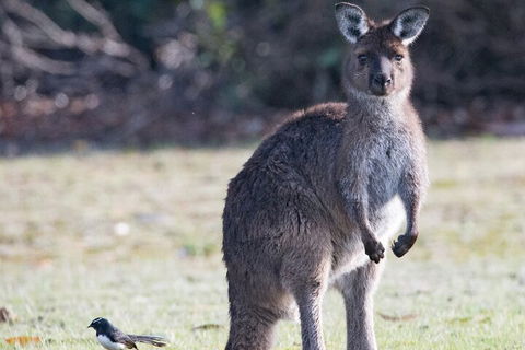 Kangaroo Island Luxury Small Group 'Island Life' Full Day Tour - Lightning Ridge Tourism 2