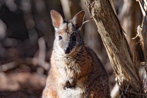 Kangaroo Island Luxury Small Group 'Island Life' Full Day Tour - Lightning Ridge Tourism 3