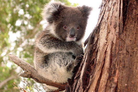 Kangaroo Island Luxury Small Group 'Island Life' Full Day Tour - Lightning Ridge Tourism 4