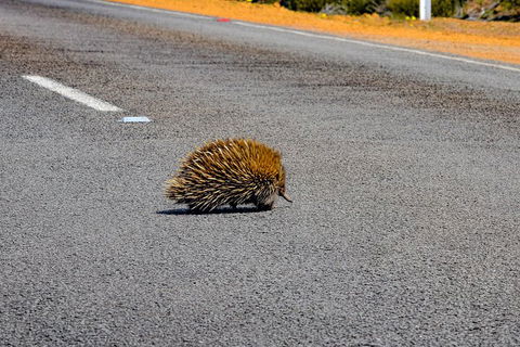 Kangaroo Island Luxury Small Group 'Flinders Chase Focus' Full Day Tour - Lightning Ridge Tourism 3