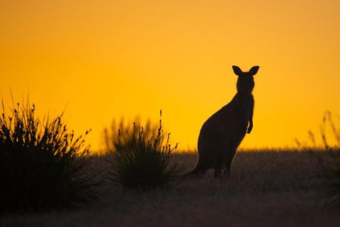 Kangaroo Island Luxury Small Group 'Flinders Chase Focus' Full Day Tour - Lightning Ridge Tourism 5