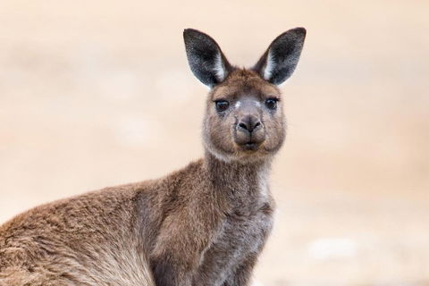 Kangaroo Island Luxury Small Group 'East End Explorer' Full Day Tour - Lightning Ridge Tourism 1