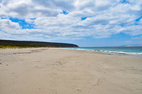 Kangaroo Island Luxury Small Group 'East End Explorer' Full Day Tour - Lightning Ridge Tourism 3