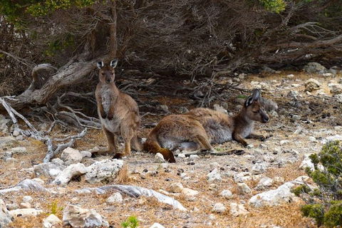 Kangaroo Island Luxury Small Group 'East End Explorer' Full Day Tour - Lightning Ridge Tourism 4