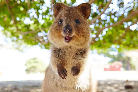Discover Rottnest With Ferry & Bus Tour From Perth Or Fremantle - Lightning Ridge Tourism 0